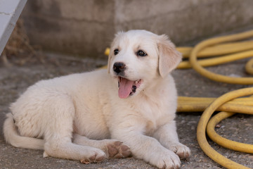 Little white puppy lying with open mouth sticking out tongue