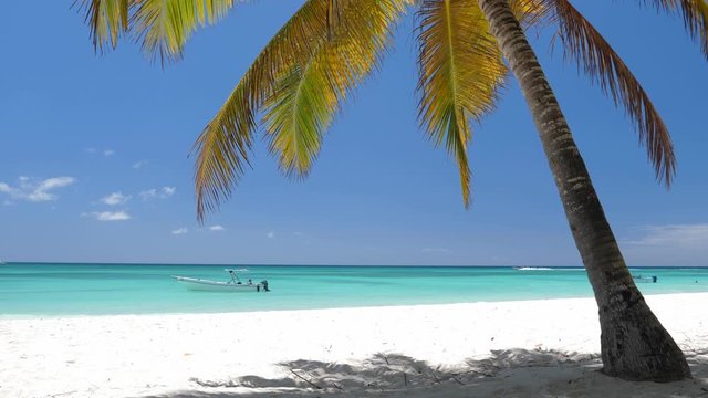 Coconut palm trees on white sandy beach on caribbean island. Vacation holidays summer