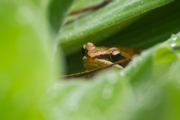 green frog on leaf