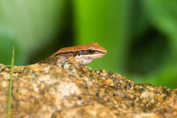 lizard on rock