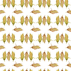 Watercolor seamless pattern with sweet corn cobs isolated on white background.