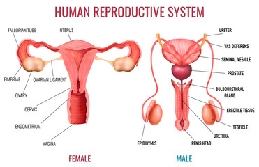 Realistic Human Reproductive System