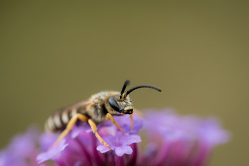 Wildbiene