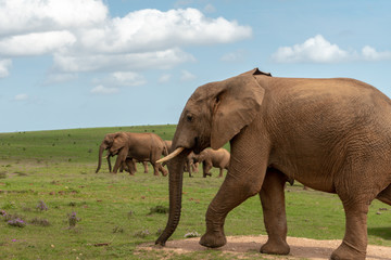 Naklejka na ściany i meble Elephants in Addo National Park, South Africa