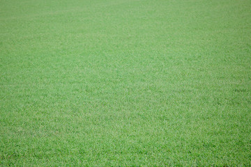 fresh green grass field background 