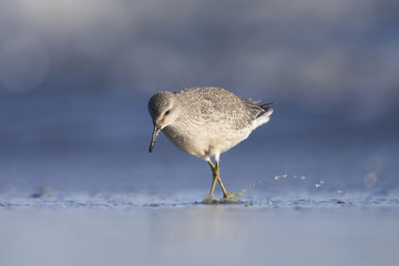 A red knot (Calidris canutus) resting and foraging during migration on the beach of Usedom Germany.