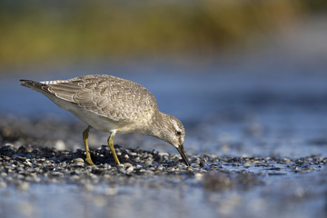 A red knot (Calidris canutus) resting and foraging during migration on the beach of Usedom Germany.