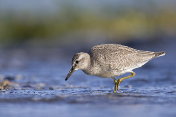A red knot (Calidris canutus) resting and foraging during migration on the beach of Usedom Germany.