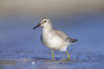 A red knot (Calidris canutus) resting and foraging during migration on the beach of Usedom Germany.