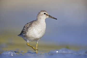 A red knot (Calidris canutus) resting and foraging during migration on the beach of Usedom Germany.