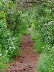 Obraz premium Weg durch den Wald