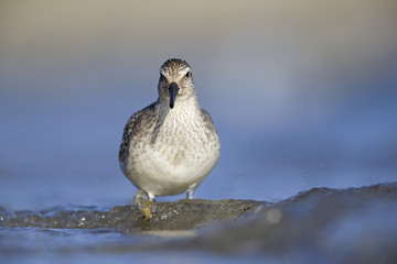 A red knot (Calidris canutus) resting and foraging during migration on the beach of Usedom Germany.