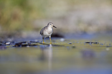 A red knot (Calidris canutus) resting and foraging during migration on the beach of Usedom Germany.