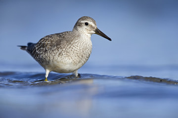 A red knot (Calidris canutus) resting and foraging during migration on the beach of Usedom Germany.
