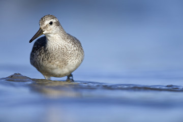 A red knot (Calidris canutus) resting and foraging during migration on the beach of Usedom Germany.