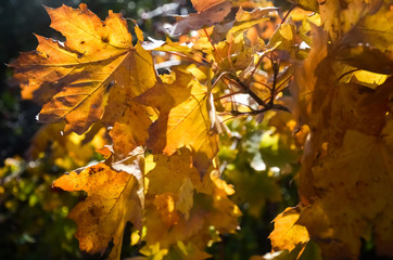 Beautiful yellow and red leaves of maple in the sun on a warm autumn day.