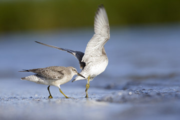 Two red knots fighting with eachother on the beach of Usedom.