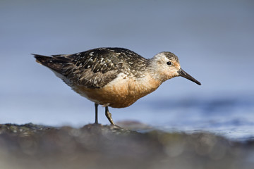 Obraz premium A red knot (Calidris canutus) resting and foraging during migration on the beach of Usedom Germany.