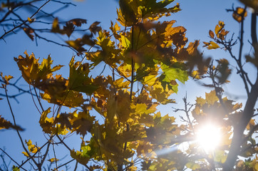 Beautiful yellow and red leaves of maple in the sun on a warm autumn day.