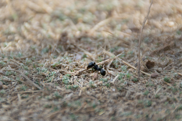big ant protecting the anthill