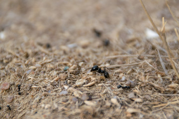big ant protecting the anthill