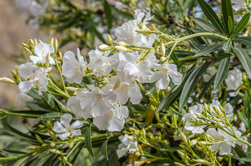beautiful floral background of branch of white oleander with flowers and buds close up