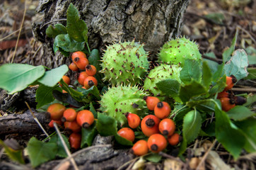 Autumn harvest of berries and nuts