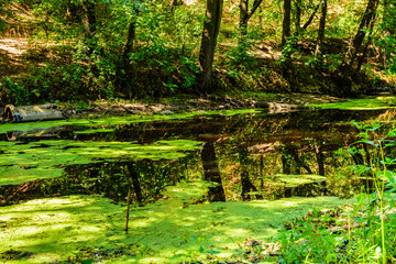 Small pond with duckweed in the forest