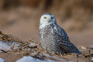 A beautiful female Snowy Owl resting on the beach.