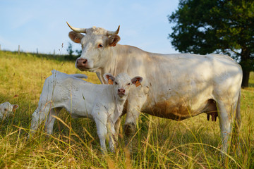 Animal ferme vache 313