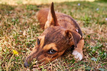 Puppy laying on a grass