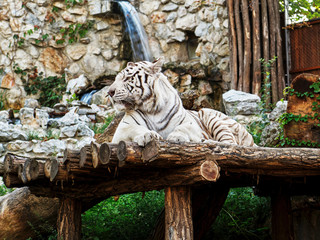 Captive White Bengal Tiger - cage in a Zoo