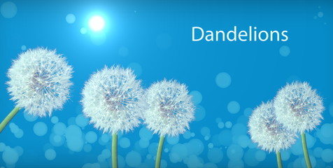 dandelions the end of autumn, concept of transience of time