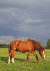 Obraz na płótnie Canvas Horse on the field