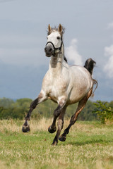 Spanisches Pferd galoppiert auf der Weide