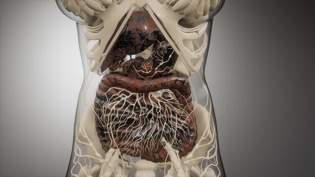 3d illustration of human digestive system parts and functions