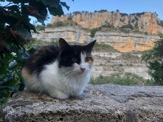 Gato de montaña