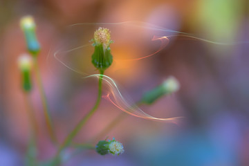 flower © Bogdan