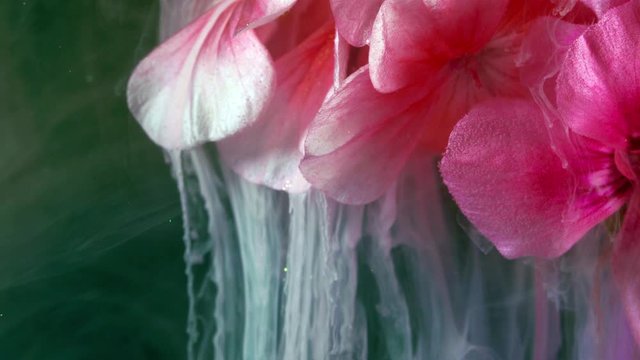 Pink flower of Geranium, Pelargonium, Geraniaceae.