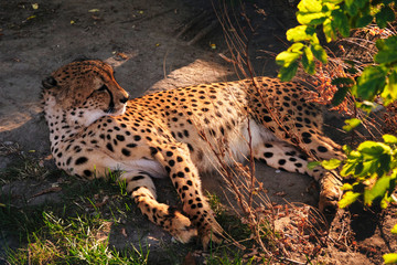 Captive Cheetah wild cat - cage in a Zoo