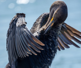 Double-crested Cormorant performing an aquatic ballet.