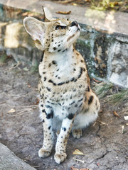 Captive wild Leopard cat - cage in a Zoo