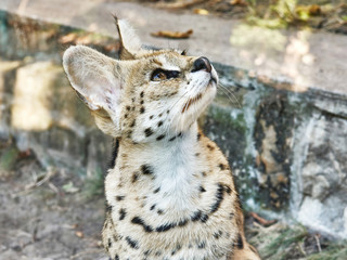 Captive wild Leopard cat - cage in a Zoo