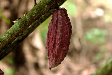 Cacao en el Caribe