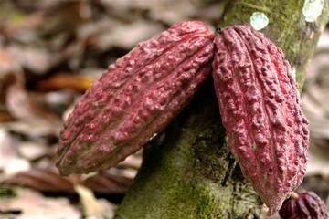 Cacao en el Caribe
