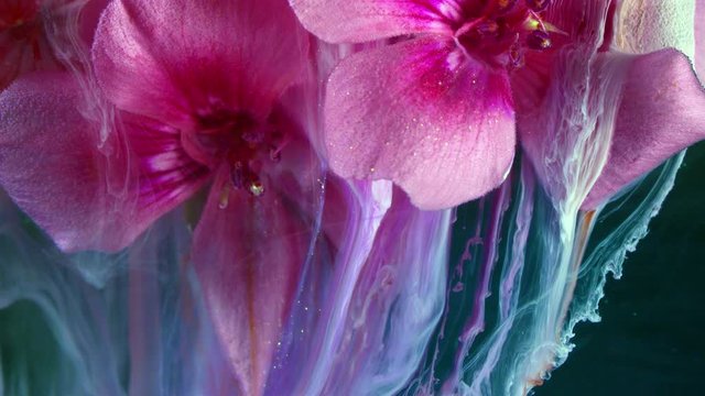Pink flower of Geranium, Pelargonium, Geraniaceae.