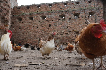Hühner, Enten, Bauernhof