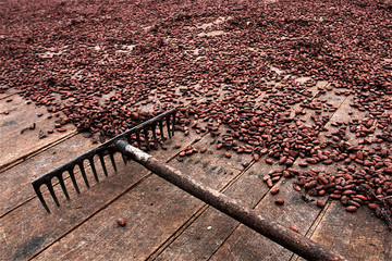 Cacao en el Caribe