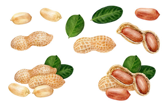 Peanut set composition watercolor isolated on white background