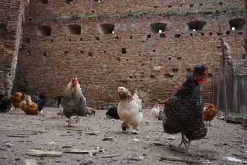 Hühner, Enten, Bauernhof